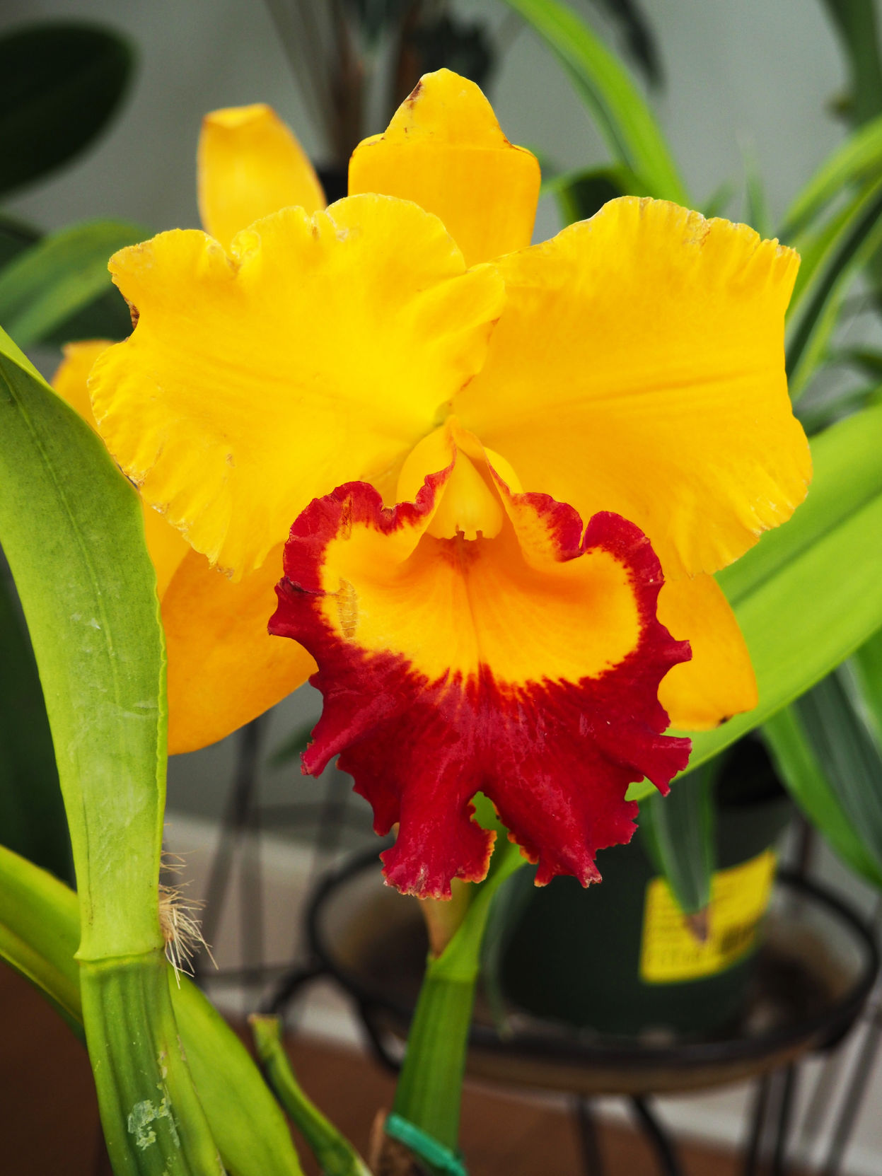 Cattleya - yellow.JPG